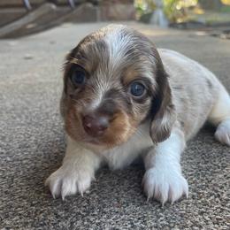 Lil Bo 4900 - Dapple male Dachshund puppy in Jackson, Tennessee from Cashmere Crown Mini Dachshunds