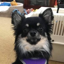 charlie - Chihuahua