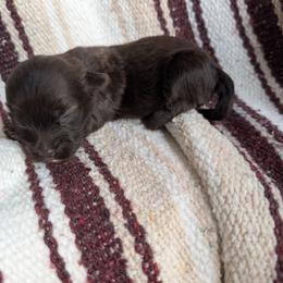 Girl 3 - Chocolate brindle female Havanese puppy in Sebastian, Texas from Third Coast Havanese