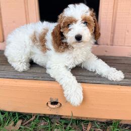 Molly - Parti female Goldendoodle puppy in Cocoa, Florida from The Beach Doodles