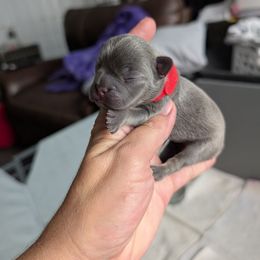 Opal - Blue female French Bulldog puppy in Springfield, Illinois from Paws n Claws Frenchies