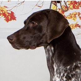 Cricut - German Shorthaired Pointer