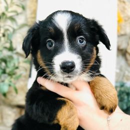 Dasher - Black tri Miniature Australian Shepherd puppy in Marysville, Indiana from New Market Aussies