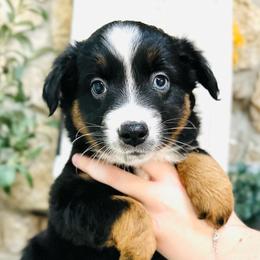 Dasher - Black tri Miniature Australian Shepherd puppy in Marysville, Indiana from New Market Aussies