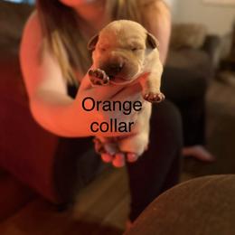 Orange Male (yellow) - Yellow male Labrador Retriever puppy in Moore, Oklahoma from Okiehuntinboyz Labrador Retrievers