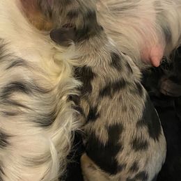 Aussiedoodle and Cockapoo Puppies from Dare to Doodle