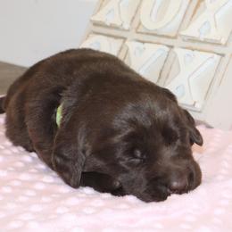 Hope - Chocolate female Labrador Retriever puppy in Camden, Indiana from Camden's Caring Canines