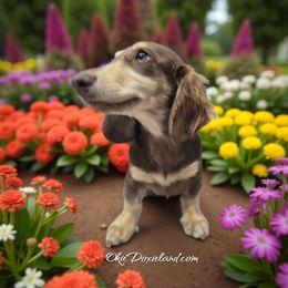 Milo - Chocolate and cream male Dachshund puppy in Oklahoma City, Oklahoma from OkieDoxieland Dachshunds
