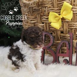 Latte - Brown and white female Bernedoodle puppy in Heyworth, Illinois from Cobble Creek Puppies
