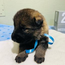 Dakota - Sable male German Shepherd puppy in Stanardsville, Virginia from Majestic K9 LLC