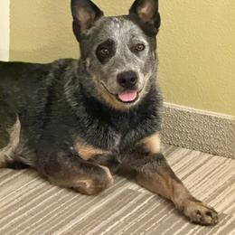 Nala - Blue female Australian Cattle Dog puppy in Fairview, Oklahoma from Flying D Kennels