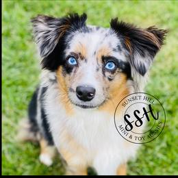 Star  - Miniature Australian Shepherd
