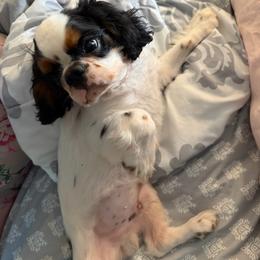 Tramp - Black white and tan male English Toy Spaniel puppy in Pennsylvania from Enchanting Charlies