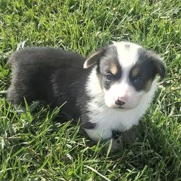 Woodstock - Black and tan male Pembroke Welsh Corgi puppy in Hillsville, Virginia from Bonderosa Kennels