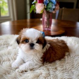 Grayson - Red and white male Shih Tzu puppy in Frederick, Maryland from Shih Tzu Puppy in Maryland