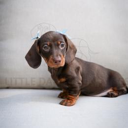 Darcy - Chocolate and tan female Dachshund puppy in Temecula, California from Naomi Magee's Dachshund Kennel