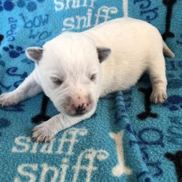 L64-03 - Blue male Australian Cattle Dog puppy in Sheridan, Oregon from 6pk Cattledogs