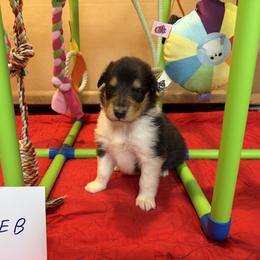 Caleb - Black white and tan male Collie puppy in Carencro, Louisiana from Cajun Bayou's Collies LLC