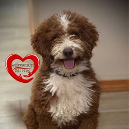 Marley - Goldendoodle