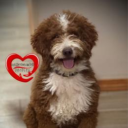Marley - Goldendoodle