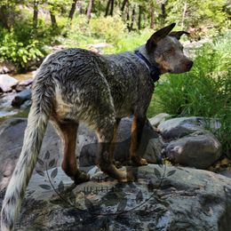Australian Cattle Dog All Grown Up from HT Heelers