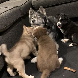 Siberian Husky Puppies from Myths and Legends Siberian Huskies