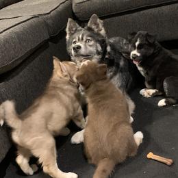 Siberian Husky Puppies from Myths and Legends Siberian Huskies