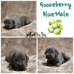 Gooseberry - Blue male Weimaraner puppy in Ferrum, Virginia from LAAT Weims