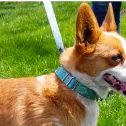 Ruby - Pembroke Welsh Corgi