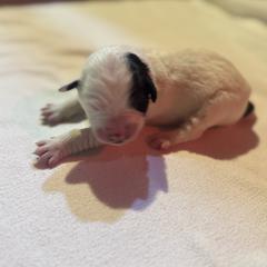 Girl 4 - female Karakachan puppy in Franklin, Pennsylvania from Harvest Plantation