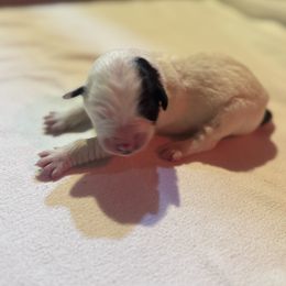 Girl 4 - female Karakachan puppy in Franklin, Pennsylvania from Harvest Plantation