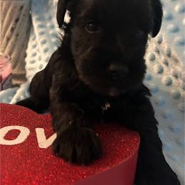Male 3 - Black male Miniature Schnauzer puppy in Granville, Ohio from Shull Mini Schnauzers