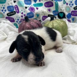 American Pit Bull Terrier and Dachshund Puppies from Shans Down Home Doxies