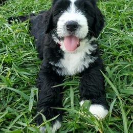 Aussiedoodle Puppies from Southwest Florida Doodles