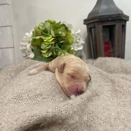 Green- Girl - Cream female Goldendoodle puppy in Thomasville, Georgia from South Georgia Golden Doodle Ranch LLC