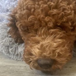 Girl 3 - Red Labradoodle puppy in Hawthorne, California from South Bay Doods