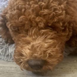 Girl 3 - Red Labradoodle puppy in Hawthorne, California from South Bay Doods