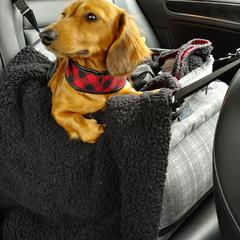 Dachshund Puppies from Noel Wiener Ranch