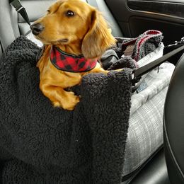 Dachshund Puppies from Noel Wiener Ranch