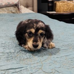 Hank - Dapple male Dachshund puppy in Altus, Oklahoma from Johnson Prairie Pups