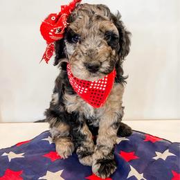 Sedona - Blue merle female Aussiedoodle puppy in Flagstaff, Arizona from Gunstock Doodles