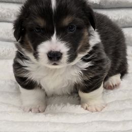 SLY-FLUFFY - Gray and white male American Corgi puppy in Walker, Iowa from Double K Corgis