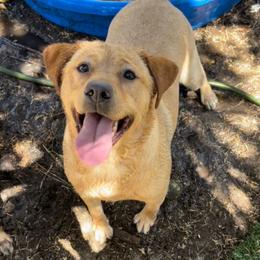 Rosie - Yellow female Labrador Retriever puppy in Fresno, California from Whiskey River Labradors