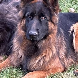 German Shepherd puppies from Silver Knight Shepherds
