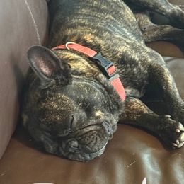 Gus - French Bulldog