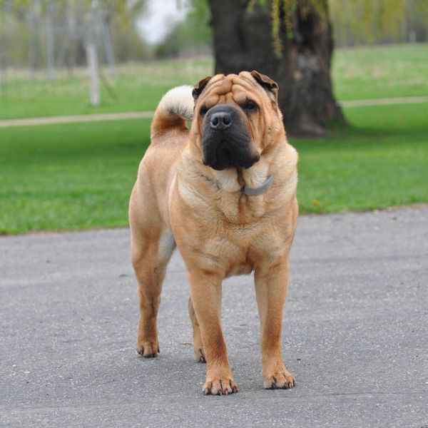 Chinese Shar-Pei