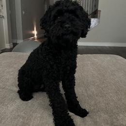 Cavapoo, Cockapoo, Goldendoodle, and Maltipoo Puppies from Perdue Puppies