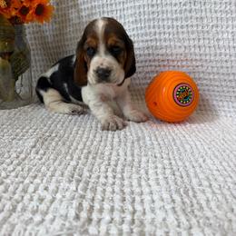 Oakley - Black brown and white female Basset Hound puppy in Osage Beach, Missouri from The Basset Boutique