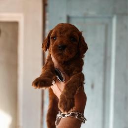 Steel - Red  male Goldendoodle puppy in Shingle Springs, California from Kindred Oak Goldendoodles