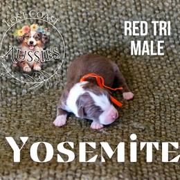 Yosemite - Red tri-color male Miniature American Shepherd puppy in Ferndale, California from Lost Coast Aussies